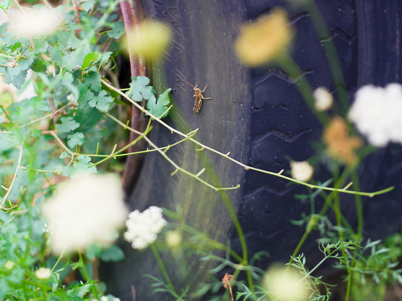 Grasshopper on Tire